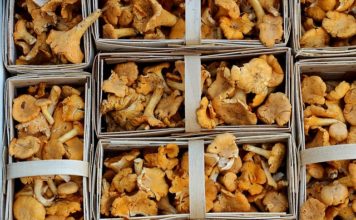 Jak zbierać grzyby jak zbierać grzyby