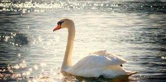Co to jest Swan shaper?