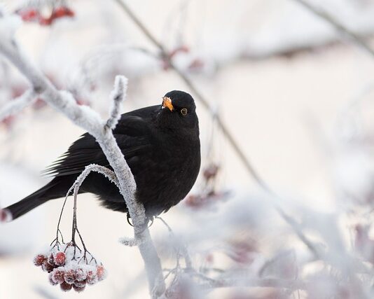 Na czym polega działanie tabletek antykoncepcyjnych? Na czym polega działanie tabletek antykoncepcyjnych?