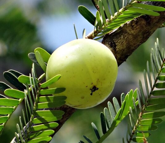 Co daje Amla do henny?