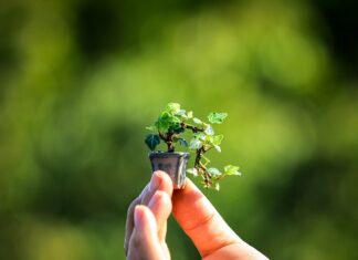 Jaki zapach ma Amber Romance? Jaki zapach ma Amber Romance?